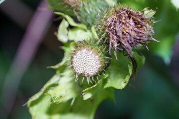 Tropical plant with unique spiky seed pods found in lush rainforest environment