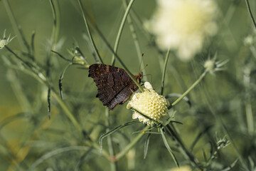 Butterfly resting on delicate flower in a sunlit field during mid-spring bloom