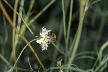 Bee collecting nectar from a white flower in a natural setting during the daytime
