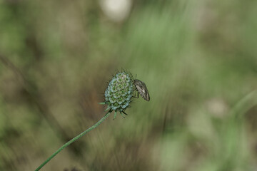 Insect resting on green spiky plant in a lush natural setting during a sunny day