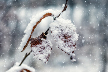 Snow-covered dry leaves on branch during snowfall, macro shot of winter nature with atmospheric...