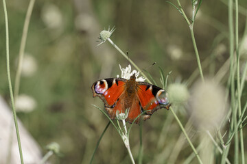 Butterfly rests on white flower amidst green grass on a sunny day in a natural setting