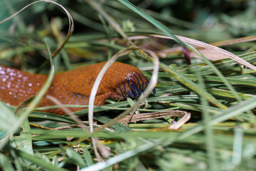 Unique orange slug blending into the green grass in a natural habitat during daylight hours