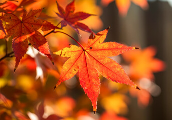 Autumn maple leaves glowing in sunlight