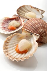 scallops on a white background