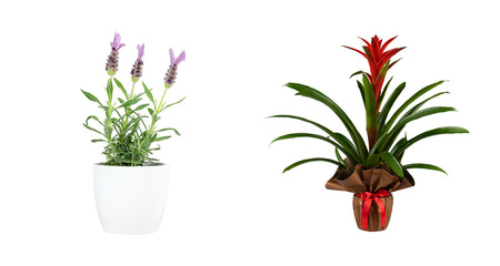 Cactus and Succulent Art Display in Minimalist Ceramic Pots with Rustic Background