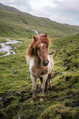 Brown and White Horse in Faroe Islands Mountain Landscape