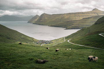 view from the mountain, sheeps, Faroe Islands