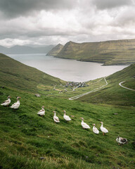 Flock of Geese on Green Hillside in the Faroe Islands