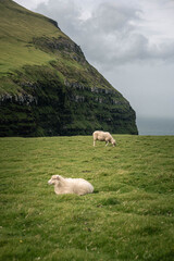 Flock of Sheep Grazing on Hillside in the Faroe Islands