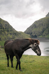 Faroese Horses by a Waterfall in the Faroe Islands