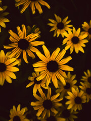 Black-eyed Susan (Rudbeckia hirta) floral pattern background,