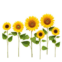 Fototapeta premium A row of sunflowers in bloom featuring vibrant yellow petals and green leaves PNG cutout transparent background isolate