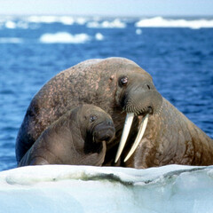 Naklejka premium Walrus
