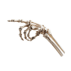 Human hand skeleton pointing isolated on white background