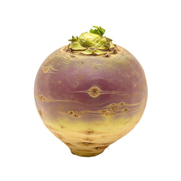 One fresh swede root vegetable with green sprout on top PNG cutout transparent background isolate