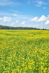 Obraz premium Rural landscape on a sunny day, Poland.