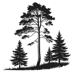 Fototapeta premium Pine forest silhouette