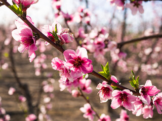Peach fields in bloom, Cieza, Murcia, Spain.