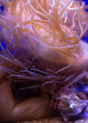 Common Sea Anemone