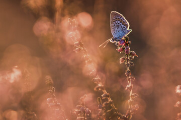 Schmetterling am morgen