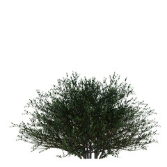 Ilex crenata (Japanese Holly) Dense Green Shrub Isolated on Transparent Background