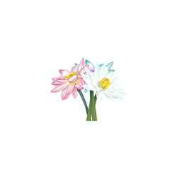 three lotus flowers with stems without background