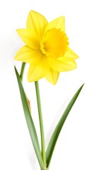 Fototapeta premium Yellow daffodil flower on white background