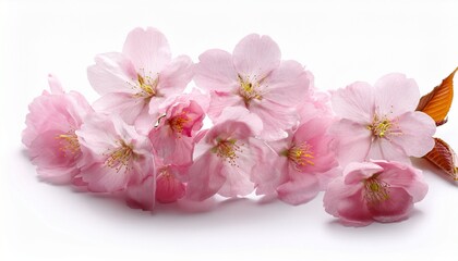 pink sakura flowers isolated on white