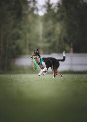 dog in frisbee