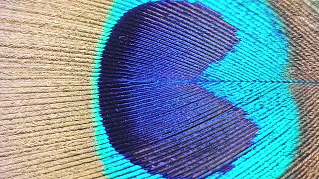 peacock feather close up