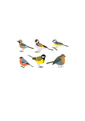 Set of Different types of small birds vector illustration.ai