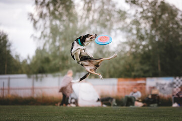 dog in frisbee