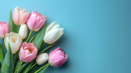 Pastel blue background with spring flower composition. Bouquet of pink, white tulips flat lay with copy space for Valentine Day, Easter, Birthday, Women and Mother Day.