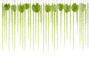 Vertical cascading greenery, pale yellow-green strands, with large leaves