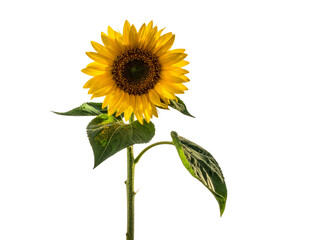 Fototapeta premium sunflower isolated on white background