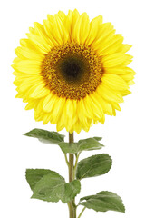 Fototapeta premium Close-up of a vibrant yellow sunflower