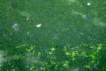 An abstract texture of water covered in green algae creates a unique natural pattern. This shot conveys the problem of water pollution and shows natural details up close.