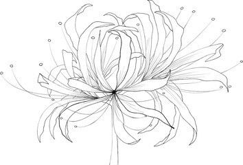 spider lily illustration 