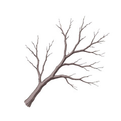 Fototapeta premium Bare Tree Branch Illustration with Detailed Texture and Branching Structure.