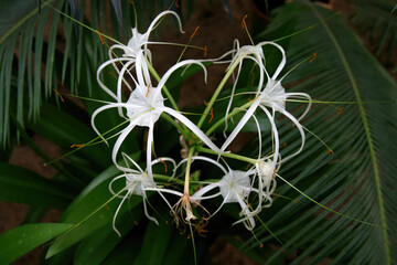 Unique cluster of delicate white flowers blooming amongst lush green foliage in a tropical garden setting