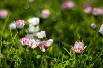 Fototapeta premium daisy flowers in morning dew with natural bokeh, soft focus