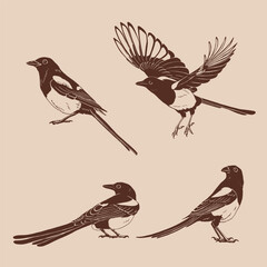 Obraz premium Magpie, flying bird, set. Hand drawn vector illustration