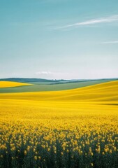黄金色の菜の花畑と青空が広がる田園風景 遠景には緑の丘陵地帯が続く