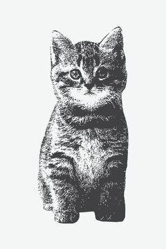 Cat  head in witch hat with collage element with retro grainy texture, halftone stipple effect for a grunge punk Y2K collage design