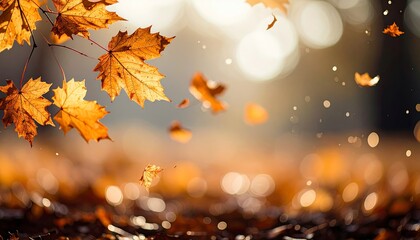 Autumn leaves falling