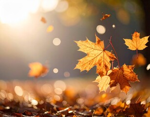 Autumn leaves falling