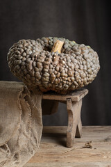 Marina Di Chioggia Pumpkin On Rustic Wooden Stool