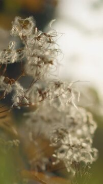 Close-up of delicate autumn leaves swaying in breeze, illuminated by warm sunlight, soft, dreamy background enhances nature tranquility, showcasing details of foliage gently moving in wind