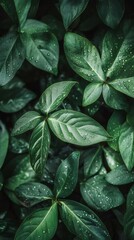 Fototapeta premium Overhead Shot of Lush Green Leaves with Water Droplets in Natural Light